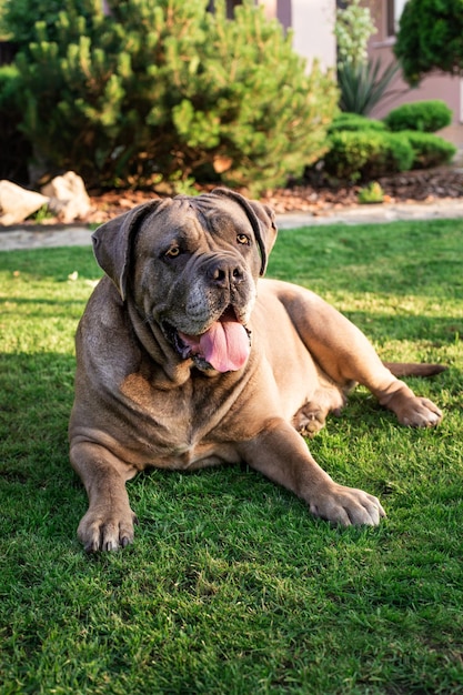 Photo portrait de cane corso cane corso assis à l'extérieur grosse race de chien chien italien cane corso le regard courageux d'un chien couleur formentino