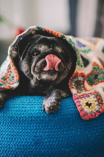 Portrait de carlin de chien drôle et adorable léchant le nez avec la langue posée sous une couverture colorfu à la maison dans une activité de détente à l'intérieur. Mode de vie de concept animal meilleur ami