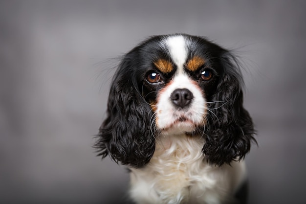 Portrait de cavalier kings charles spaniel