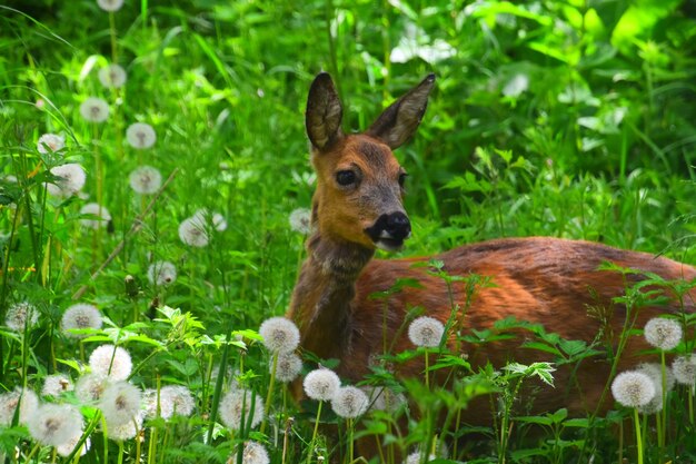 Photo portrait d'un cerf sur le champ