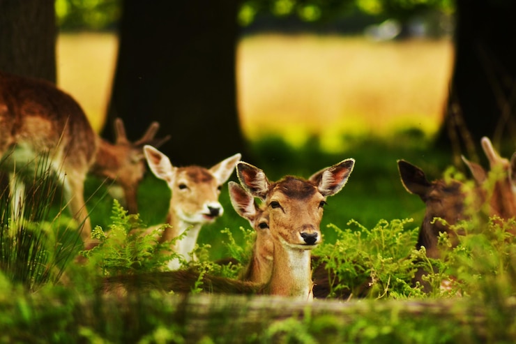 Photo portrait d'un cerf sur le champ