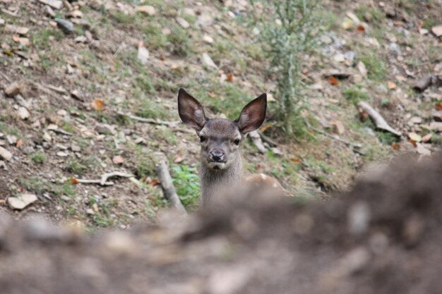 Photo portrait d'un cerf sur le champ