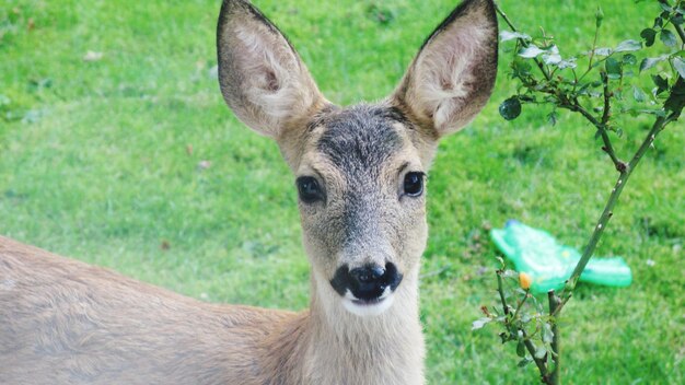 Photo portrait d'un cerf sur le champ