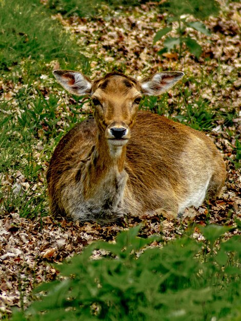 Photo portrait d'un cerf sur le champ