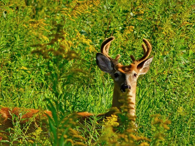 Photo portrait d'un cerf sur le champ