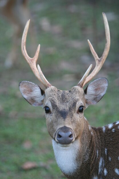 Portrait d'un cerf sur le champ