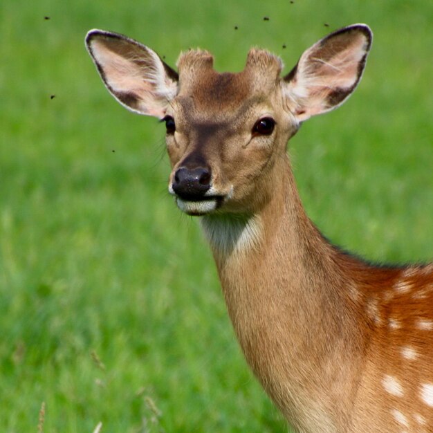 Photo portrait d'un cerf sur le champ