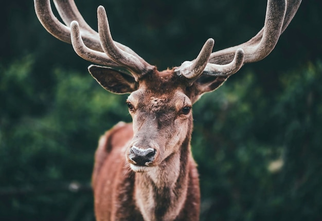 Portrait d'un cerf à cornes