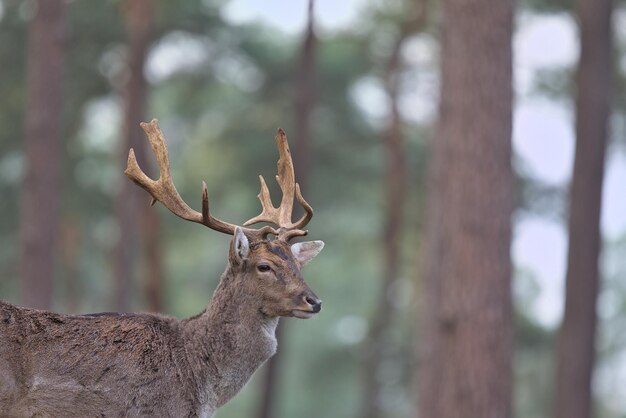 Photo portrait d'un cerf dans les bois