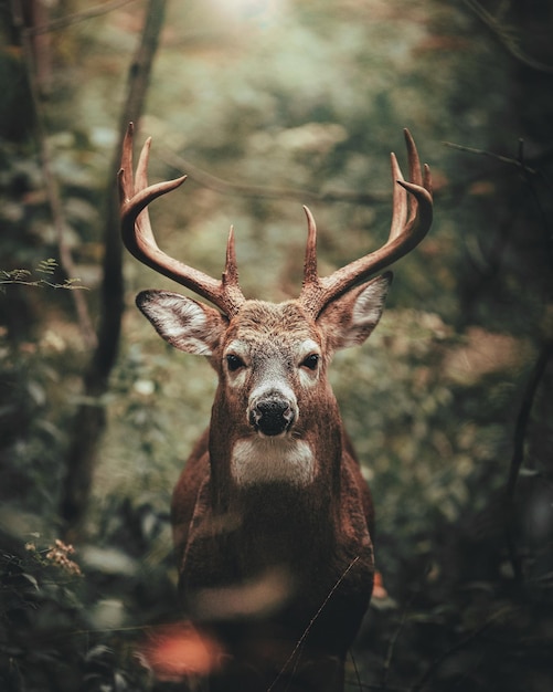 Portrait d'un cerf dans la forêt