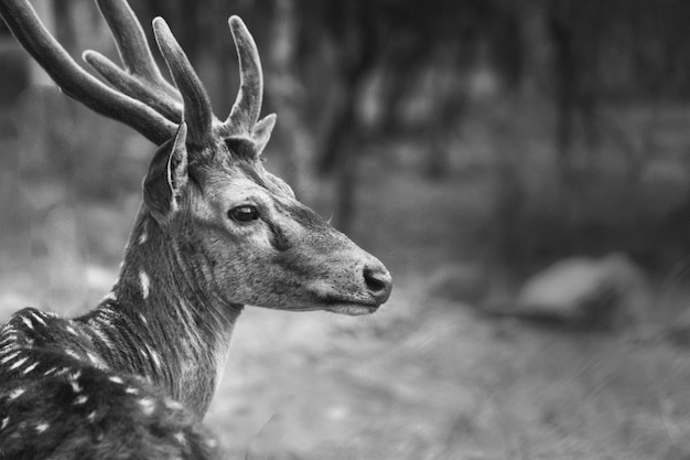 Portrait de cerf dans le parc