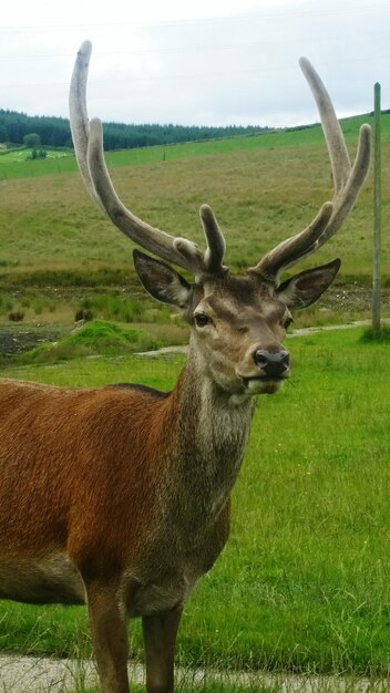 Portrait d'un cerf debout sur le champ contre le ciel