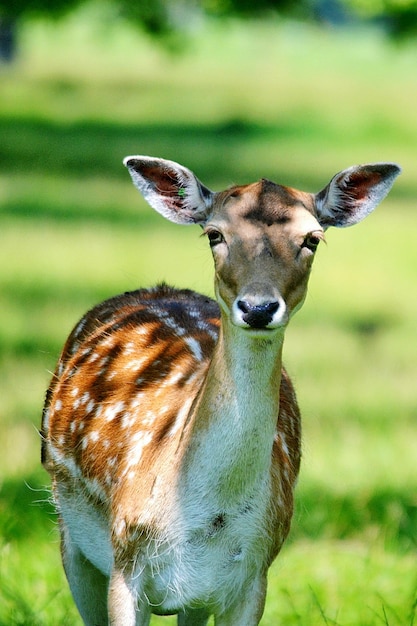 Portrait d'un cerf debout sur un champ herbeux