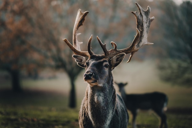Portrait d'un cerf debout sur un champ