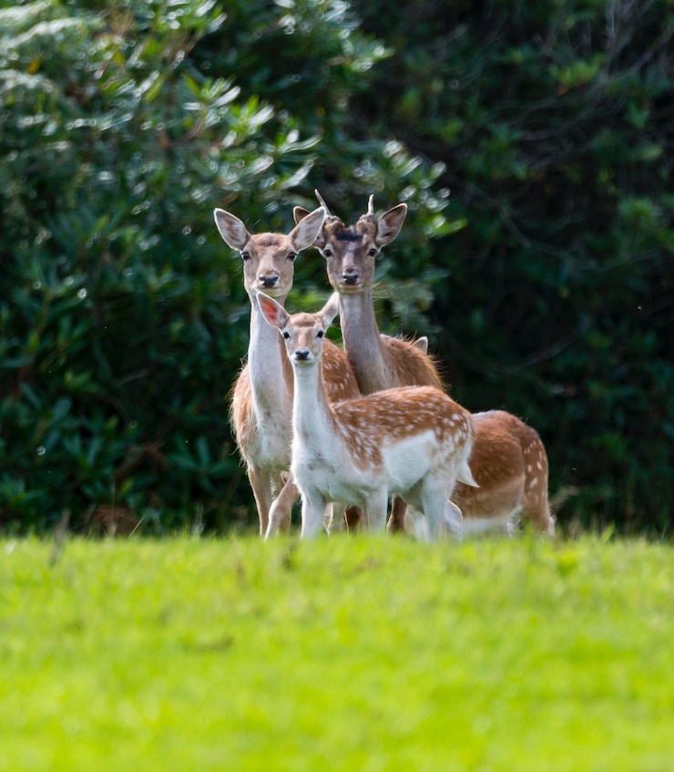 Photo portrait d'un cerf debout sur le champ.