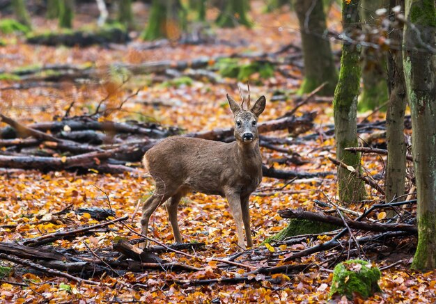 Portrait d'un cerf debout à l'extérieur