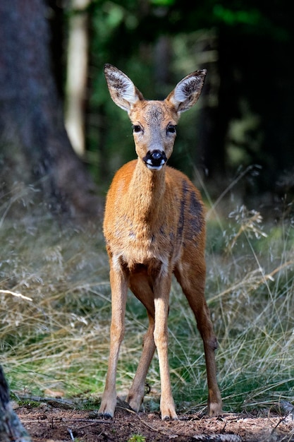 Photo portrait d'un cerf debout sur la terre ferme