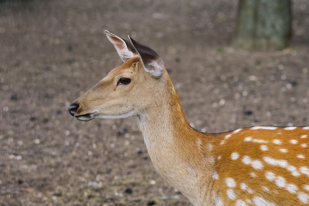 Portrait d'un cerf femelle marchant dans la nature