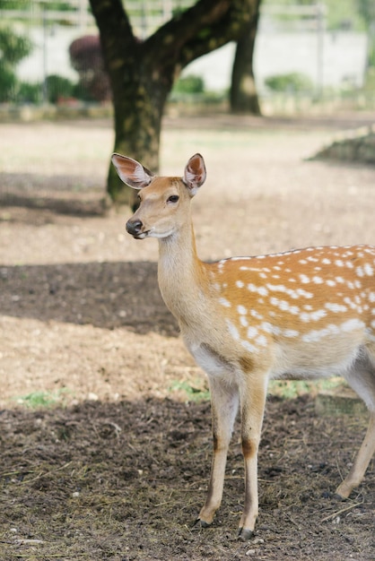 Portrait d'un cerf femelle marchant dans la nature