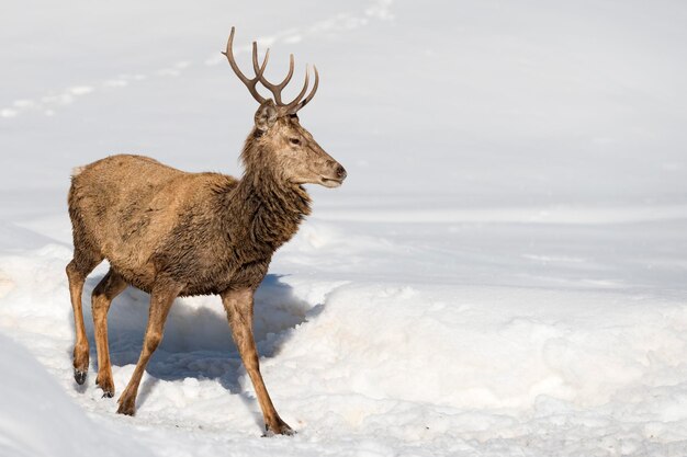 Portrait de cerf sur fond de neige