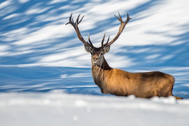 Portrait d'un cerf mâle en te regardant