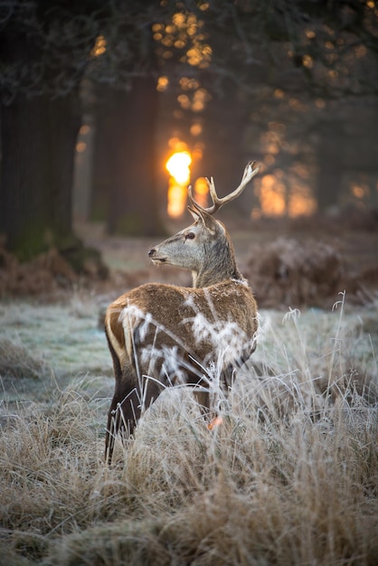 Photo un portrait de cerf un matin d'hiver au parc