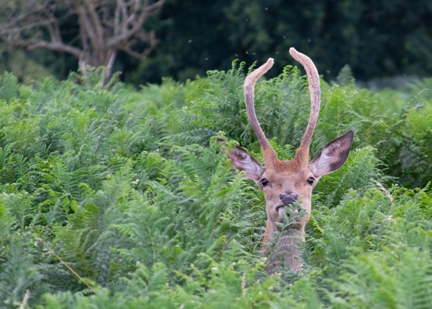 Photo portrait d'un cerf qui mange des feuilles