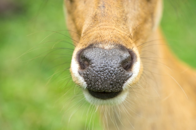 Portrait d&#39;un cerf regardant directement la caméra