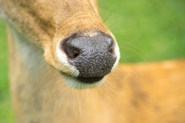 Portrait d&#39;un cerf regardant directement la caméra