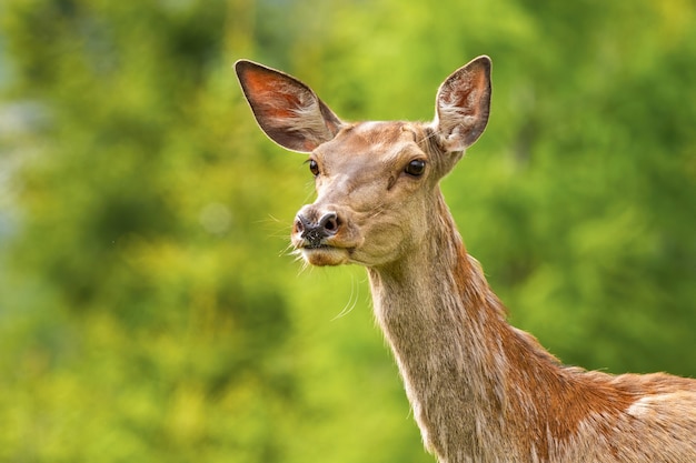 Portrait d'un cerf rouge dans la nature