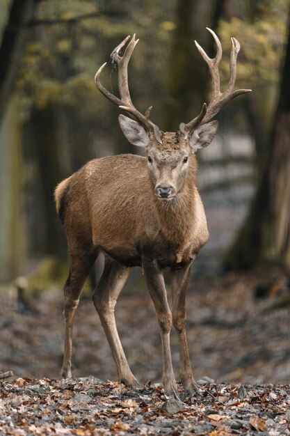 Photo portrait d'un cerf rouge dans un zoo