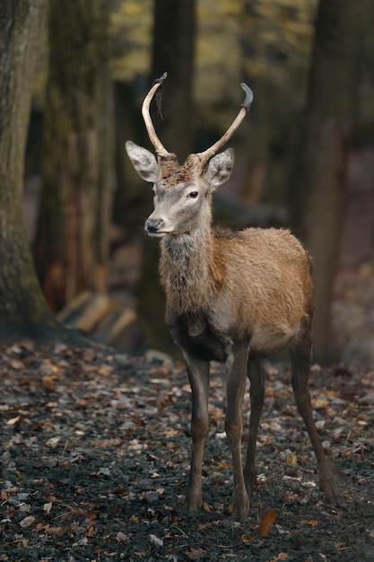 Photo portrait d'un cerf rouge dans un zoo