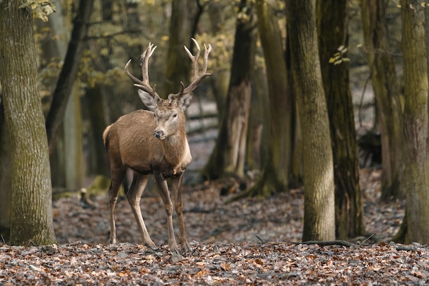 Photo portrait d'un cerf rouge dans un zoo