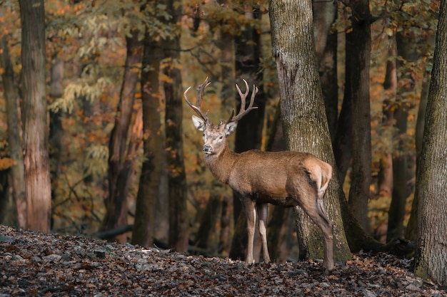 Photo portrait d'un cerf rouge dans un zoo