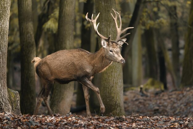 Photo portrait d'un cerf rouge dans un zoo