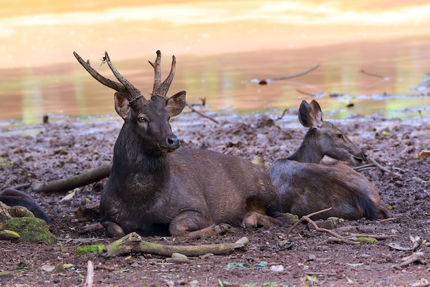 Portrait d'un cerf sambar se reposer sur la berge