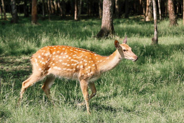 Portrait d'un cerf tacheté dans la forêt