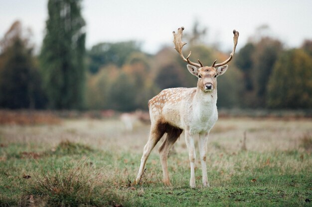 Photo portrait d'un cerf