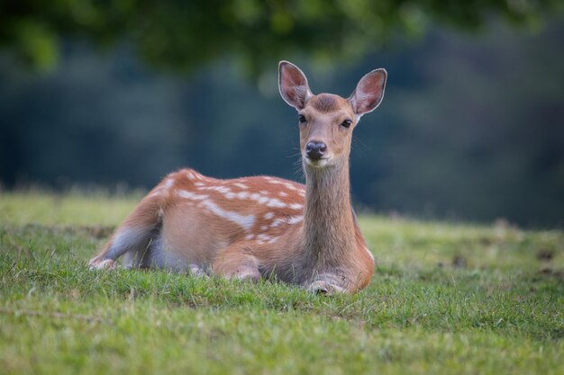 Portrait d'un cerf