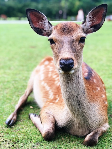 Photo portrait d'un cerf