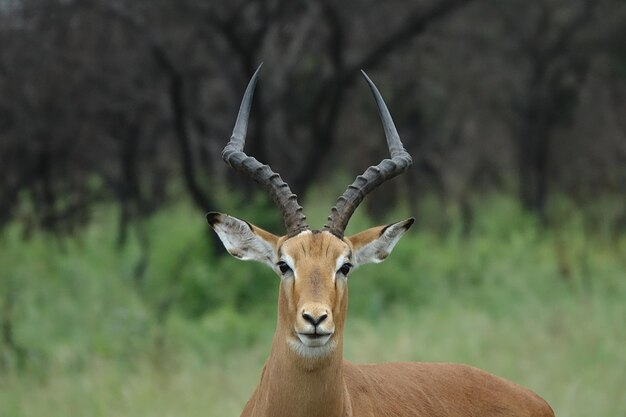 Portrait d'un cerf