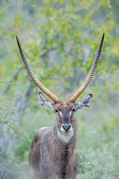 Photo portrait d'un cerf