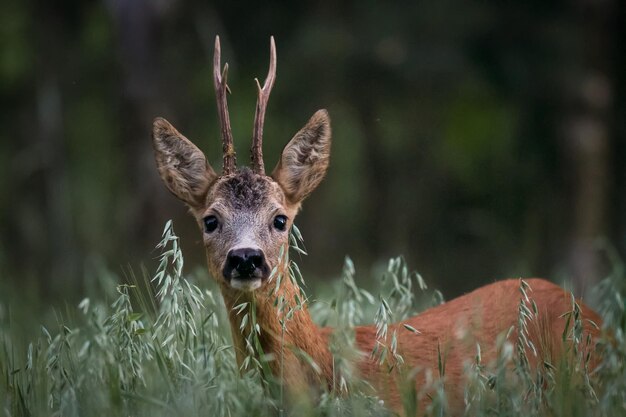 Photo portrait d'un cerf