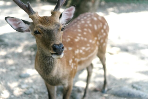 Photo portrait d'un cerf