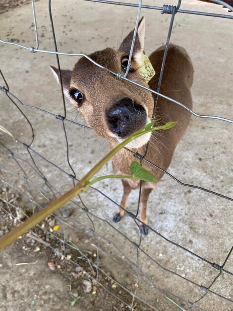 Photo portrait d'un cerf