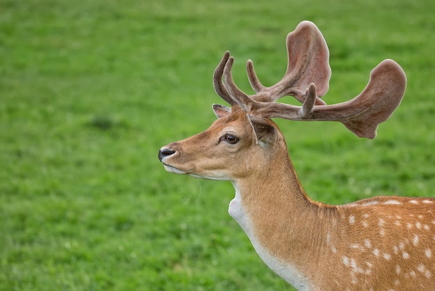 Un portrait d'un cerf