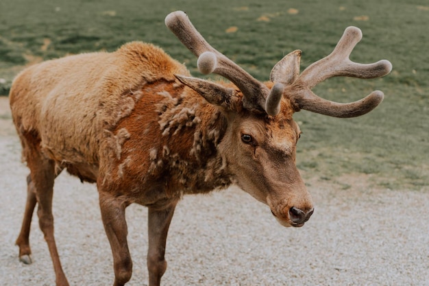 portrait d'un cerf