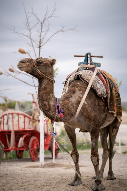 Portrait d'un chameau en Cappadoce, Turquie.