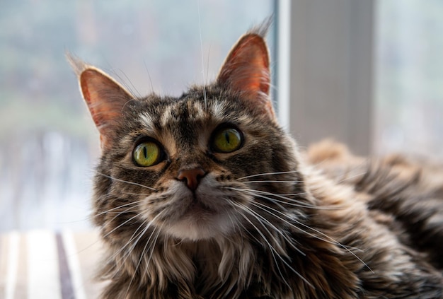 Portrait d'un charmant chat Maine Coon devant une fenêtre