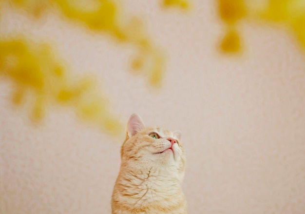 Portrait de charmant chat rouge en fleurs jaunes Matin de printemps confortable à la maison Chat entouré de fleurs le jour de printemps ensoleillé Mise au point sélective